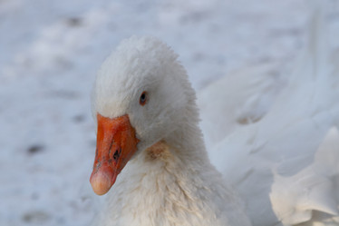 Similar image 21948764