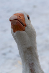 Similar image 21948765