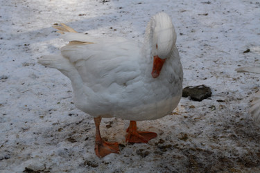 Similar image 21948766