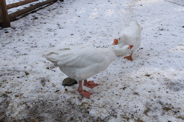 Similar image 21948768