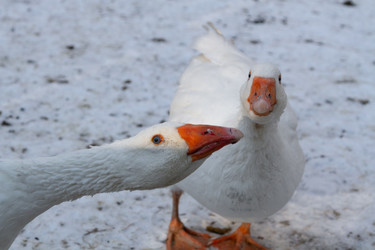 Similar image 21948769