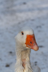 Similar image 21948940