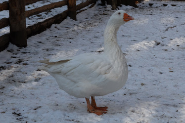 Similar image 21948944