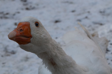 Similar image 21948945