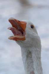 Similar image 21948950