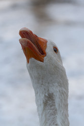 Similar image 21948953