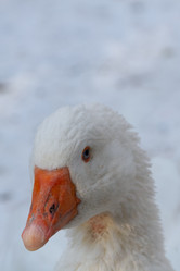 Similar image 21948956