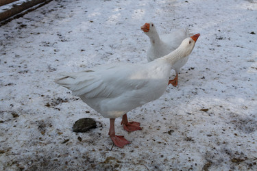 Similar image 21948958