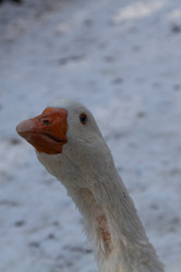 Similar image 21948959