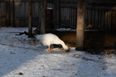 Similar image 21948961