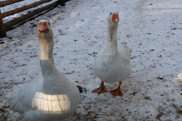 Similar image 21948963