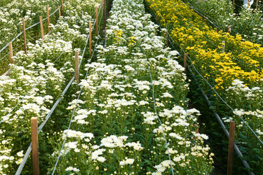 Similar image 21919363