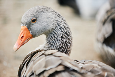 Similar image 21956971