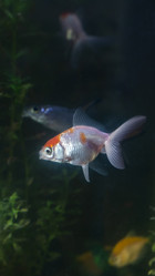 Similar image 21969967