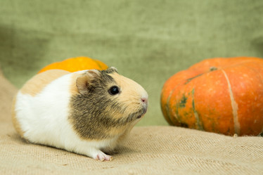 Similar image 21964968