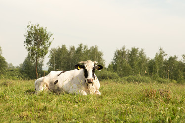 Similar image 21954005