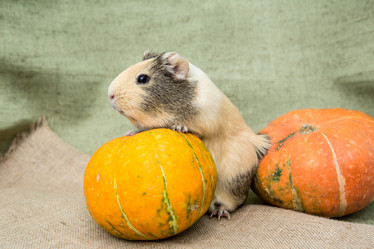 Similar image 21954232