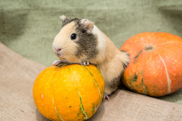 Similar image 21965295