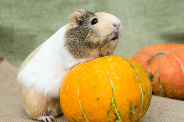 Similar image 21954016