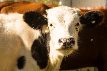 Similar image 21954023