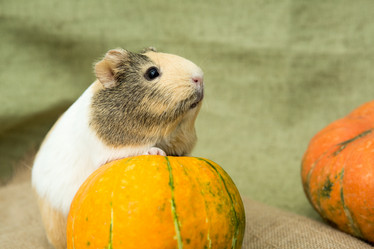 Similar image 21965004