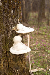 Similar image 21952905