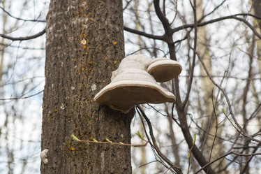 Similar image 21954501