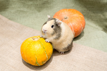 Similar image 21954503