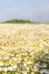 Similar image 21954740