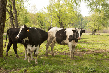 Similar image 21955145