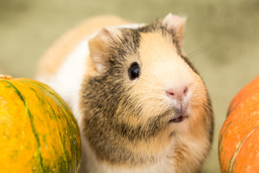 Similar image 21954526