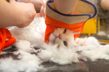 Similar image 21953120