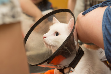 Similar image 21954072