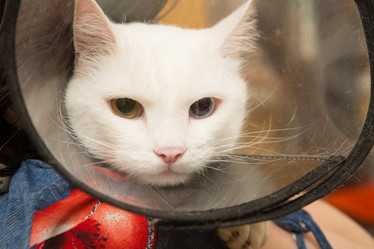 Similar image 21954084