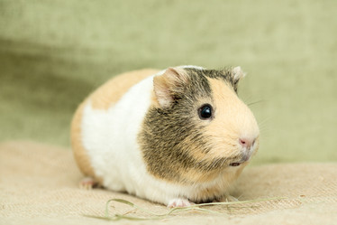 Similar image 21954329