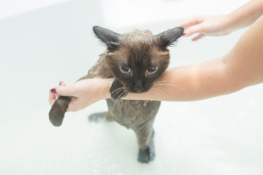 Similar image 21954330