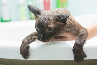 Similar image 21952964