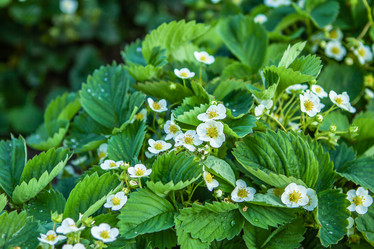 Similar image 21954348