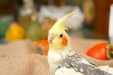 Similar image 21954571