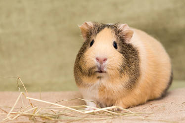 Similar image 21954807