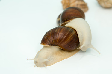 Similar image 21954810