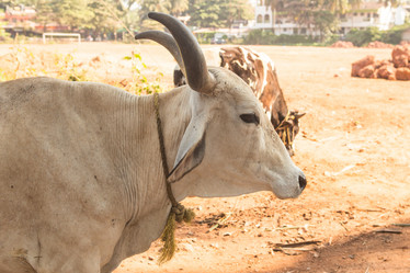 Similar image 21955195