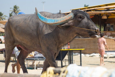 Similar image 21954111