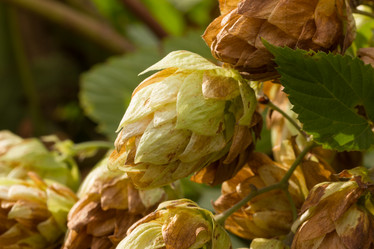 Similar image 21955202