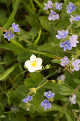 Similar image 21954833