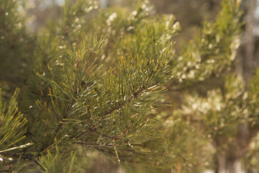 Similar image 21955267