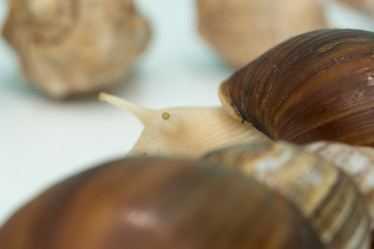 Similar image 21954619