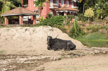 Similar image 21954837