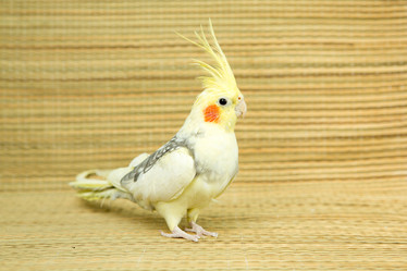 Similar image 21954116