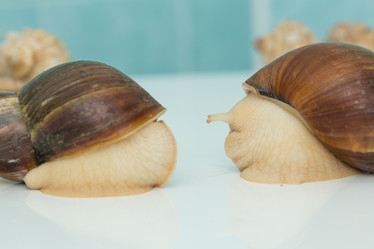 Similar image 21954840